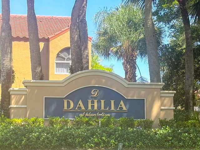 Dahlia  photo 3