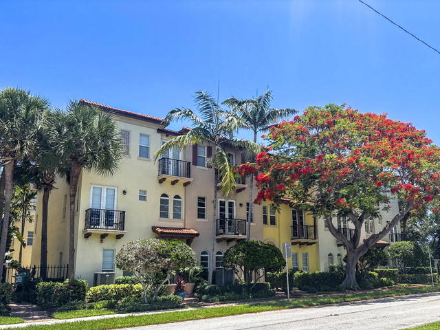 Royal Poinciana  photo 3
